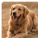 Buddy, BanglaPets community spotlight