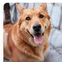 Coco, BanglaPets community spotlight