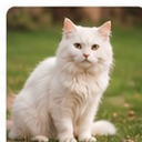 Puchi, BanglaPets community spotlight