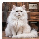Tuli, BanglaPets community spotlight